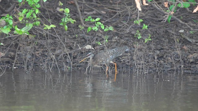 Sunbittern - ML483995891