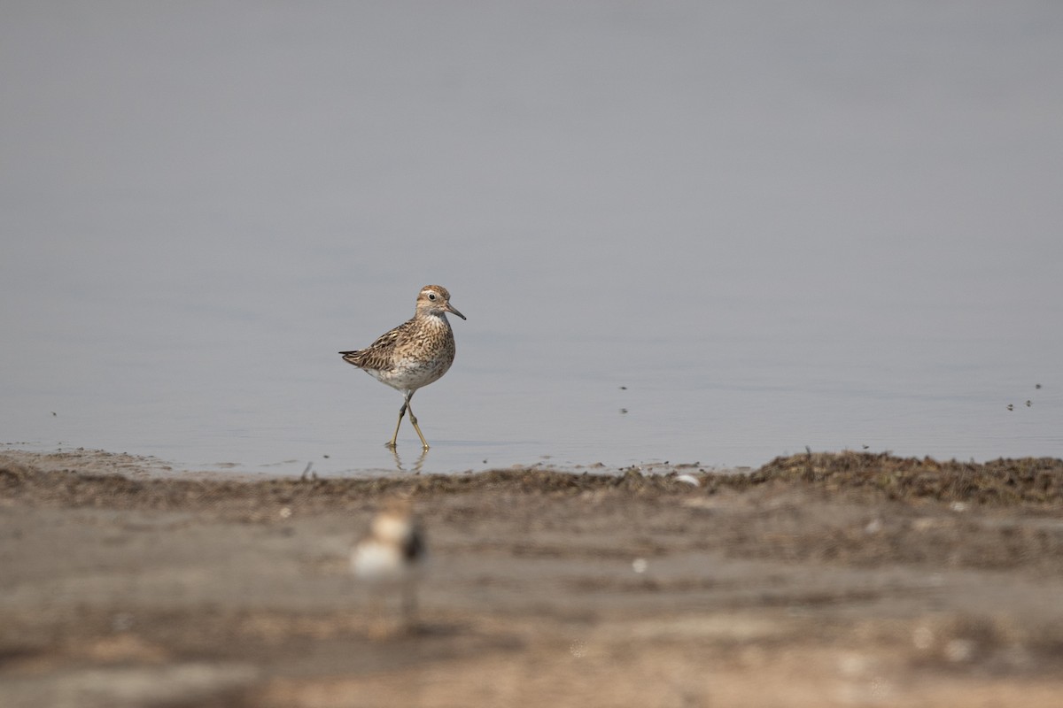 Sharp-tailed Sandpiper - Jun Yang