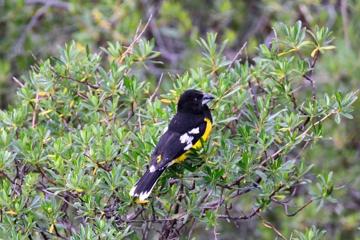 セグロオウゴンイカル - ML48399601