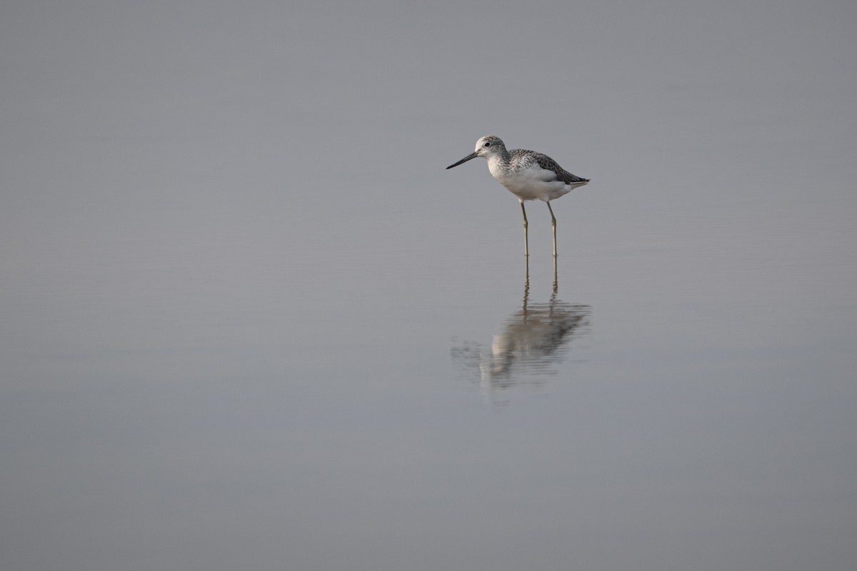 Common Greenshank - ML483996451