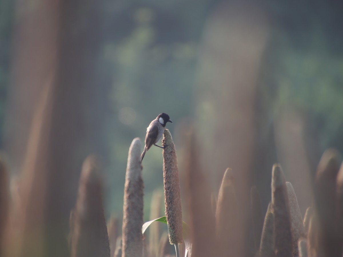 Bulbul sp. (Microtarsus/Rubigula/Pycnonotus sp.) - ML483997001