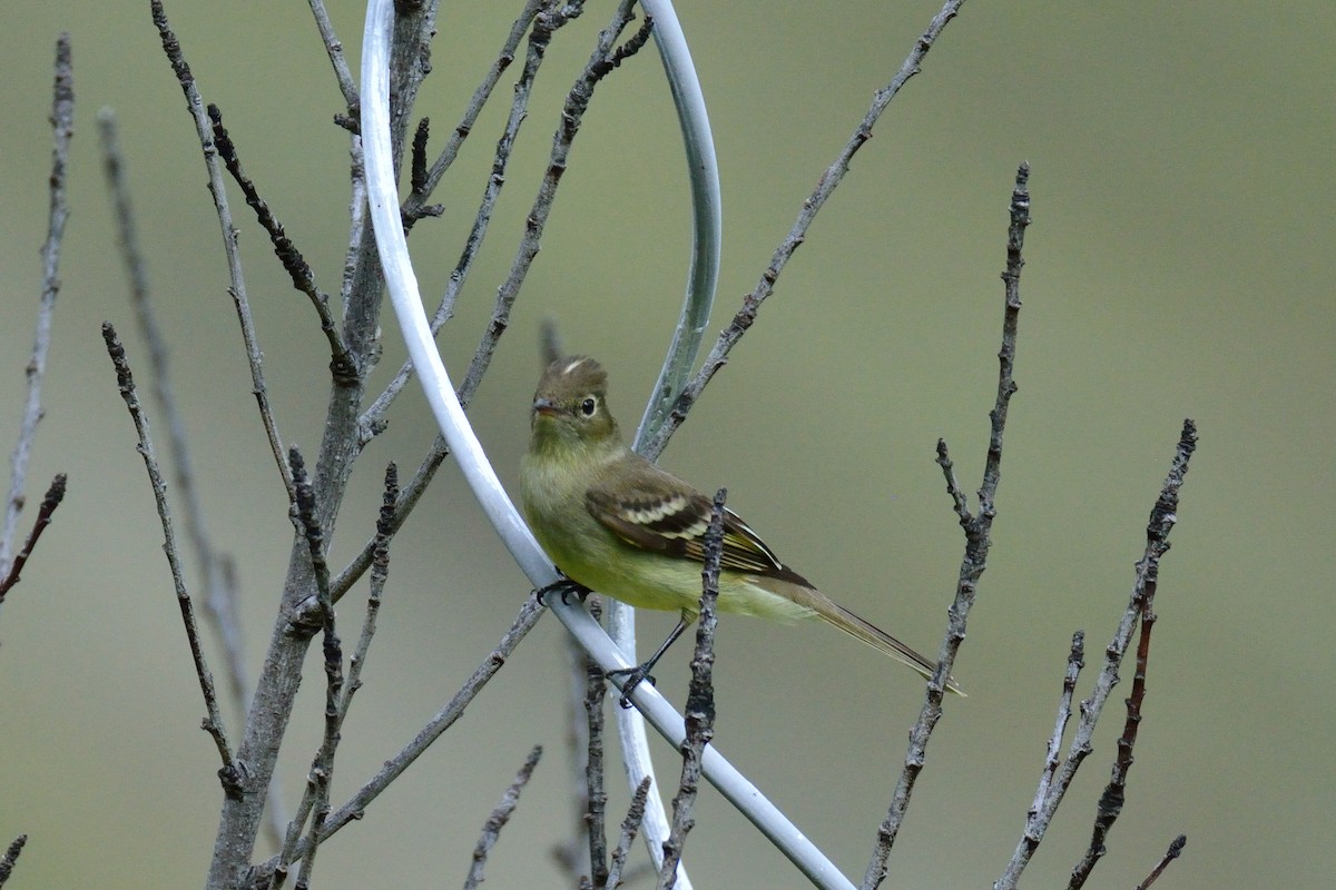 Sierran Elaenia - ML48399761