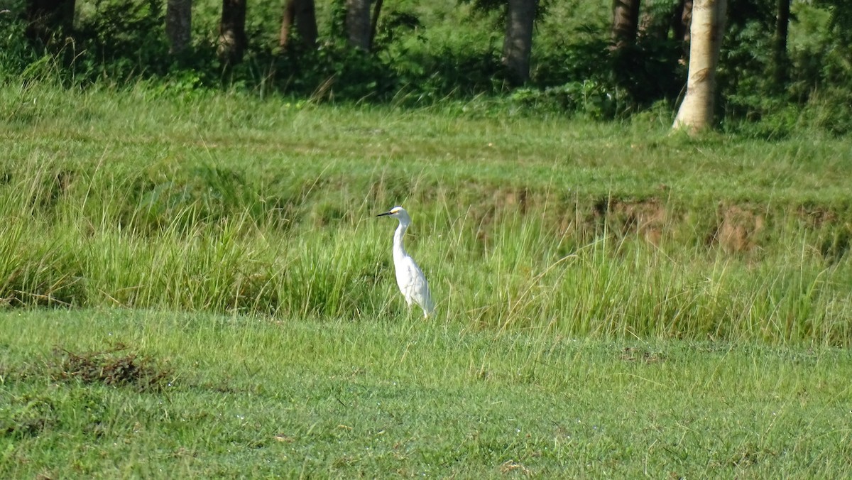 Great Egret - ML483998011