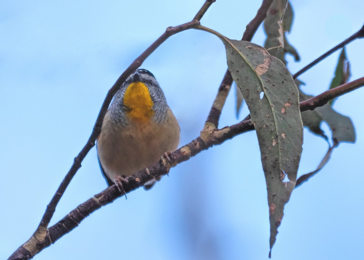 Fleckenpanthervogel - ML483999631