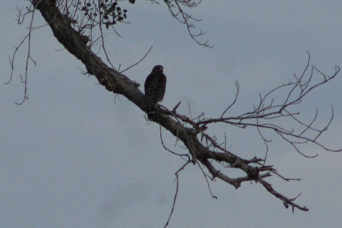 Red-shouldered Hawk (elegans) - ML483999831