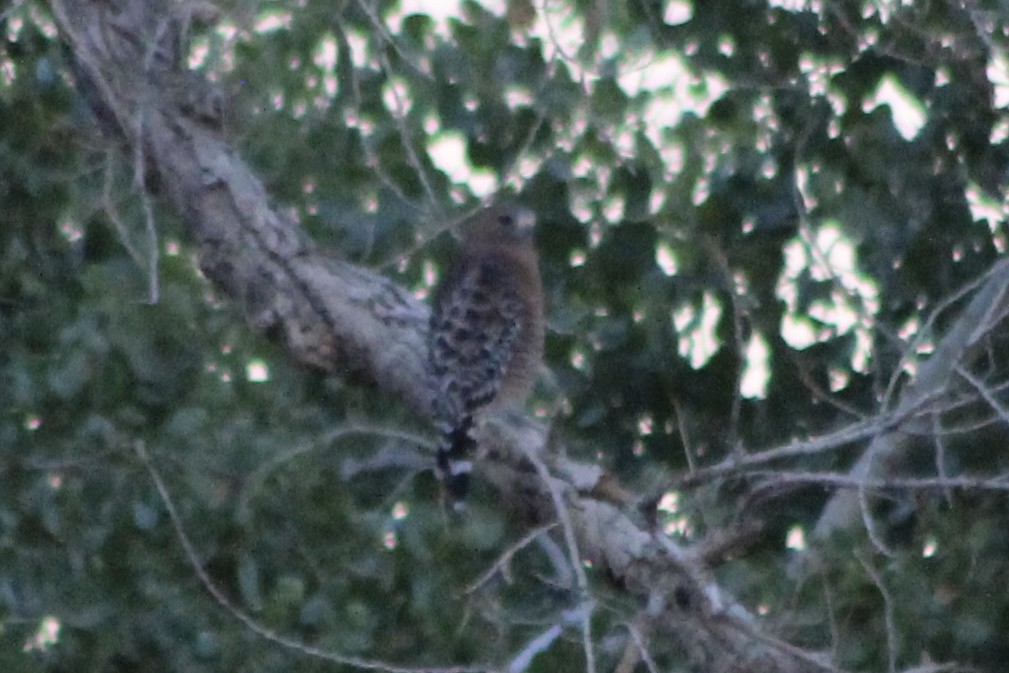 Red-shouldered Hawk (elegans) - ML483999841