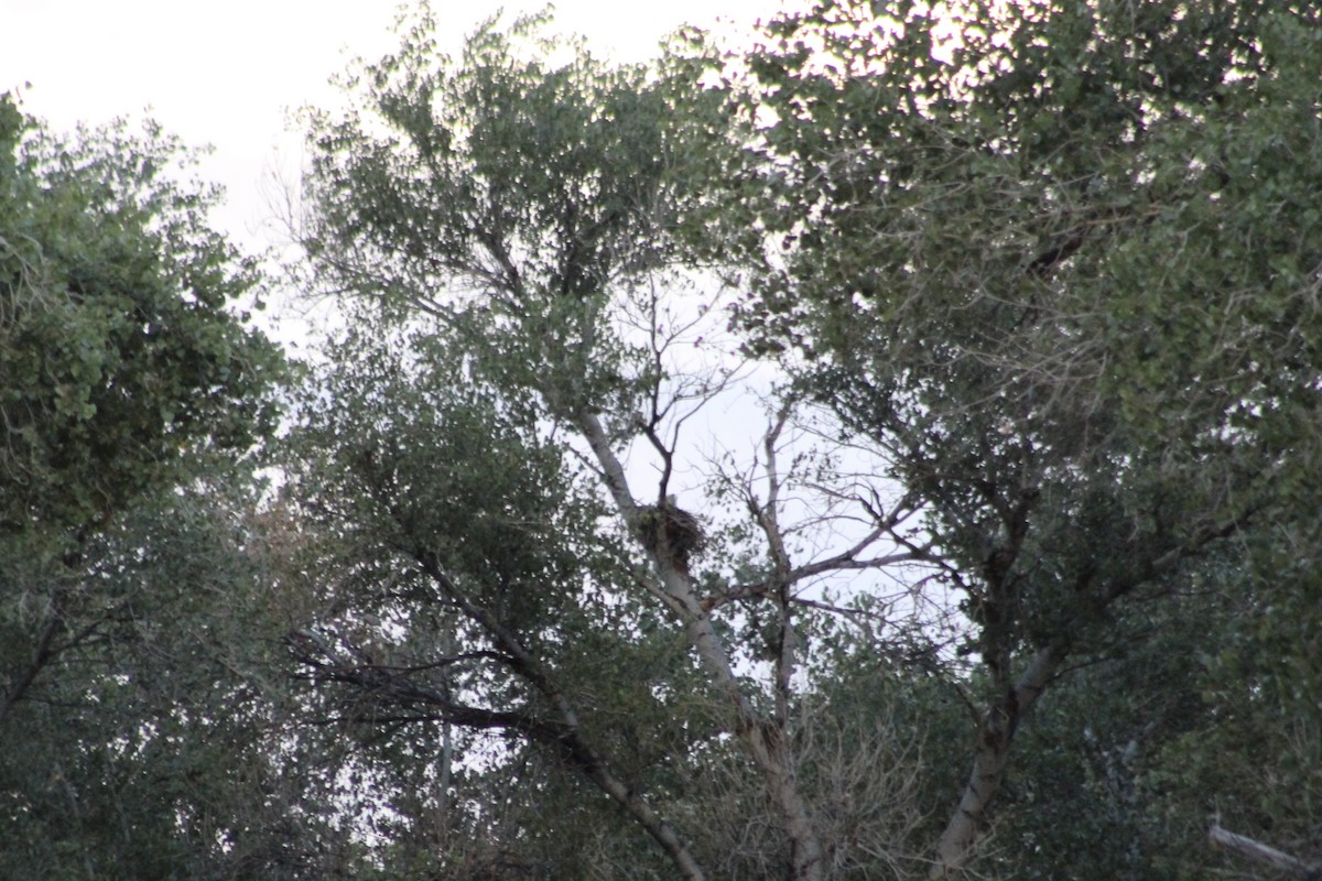 Red-shouldered Hawk (elegans) - ML483999851