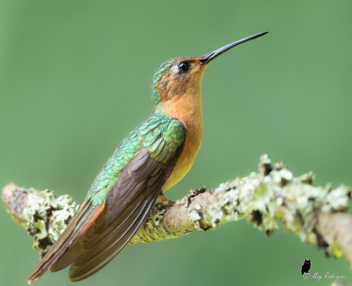 Rufous Sabrewing - ML484000361