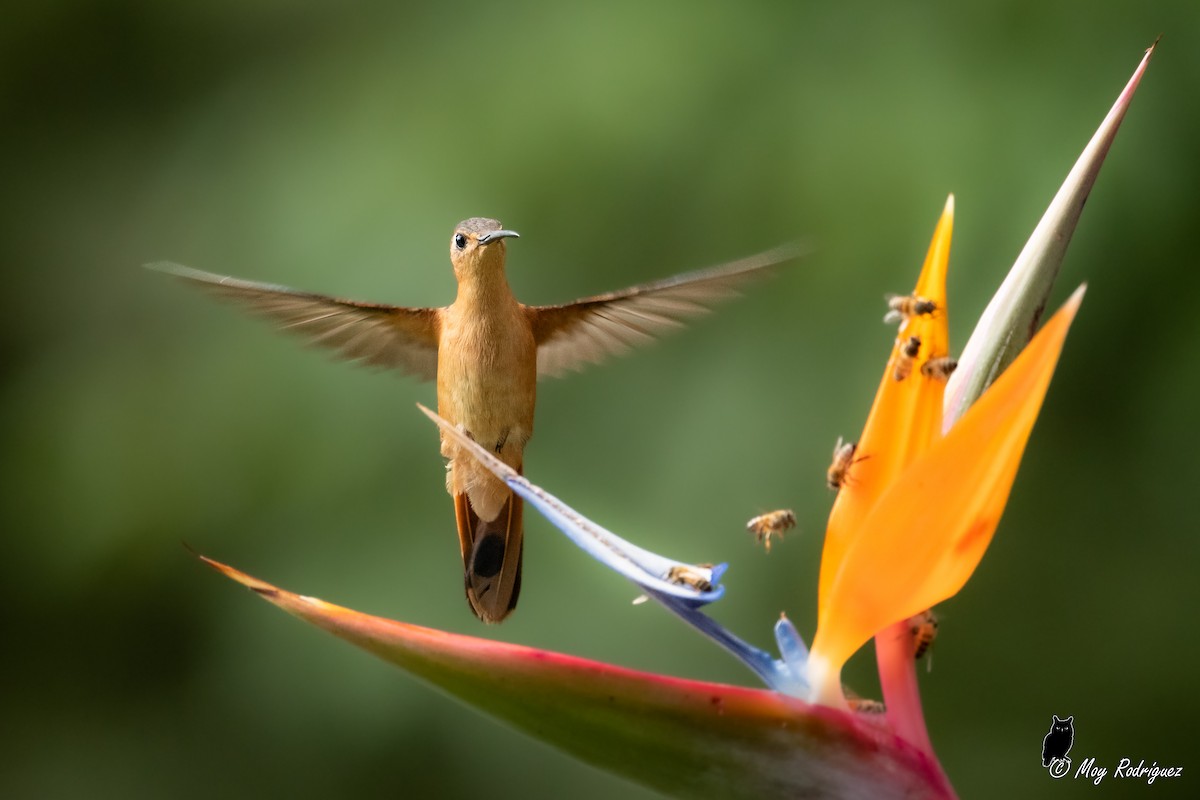 Rufous Sabrewing - ML484000371