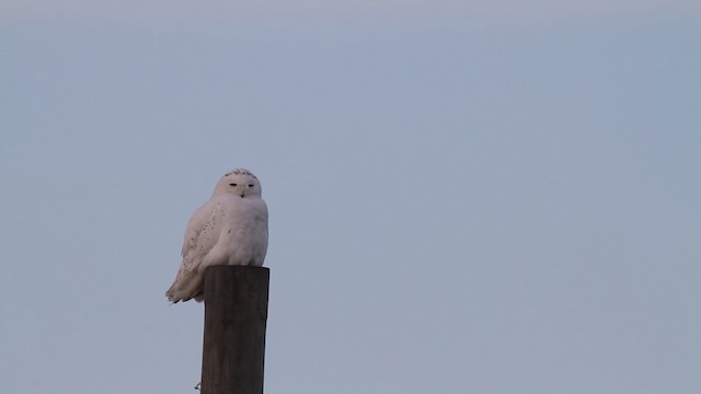 Snowy Owl - ML484001