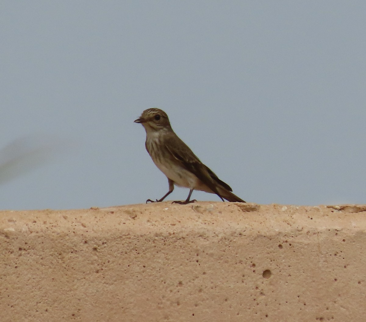 Spotted Flycatcher - ML484001031