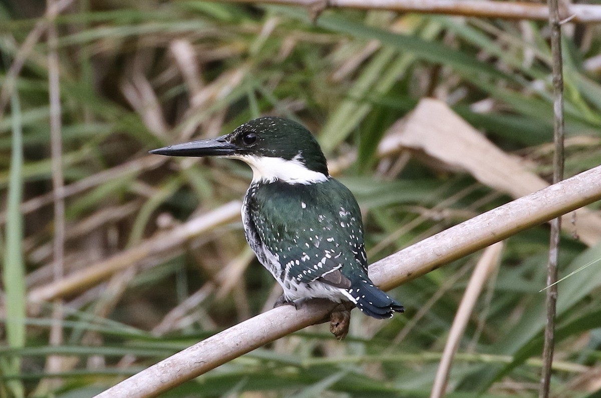 Green Kingfisher - ML484001291