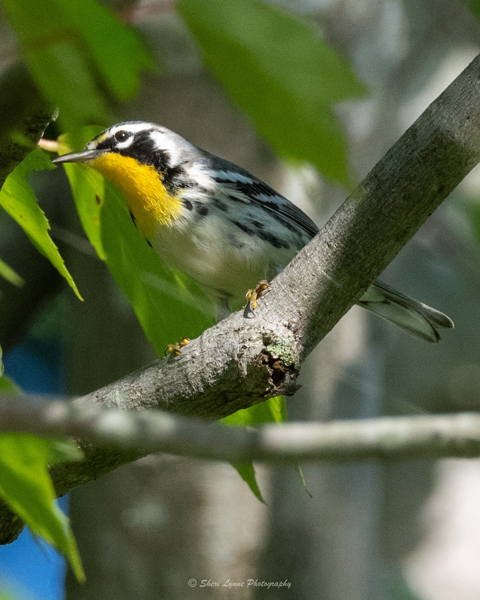 Yellow-throated Warbler - ML484001511