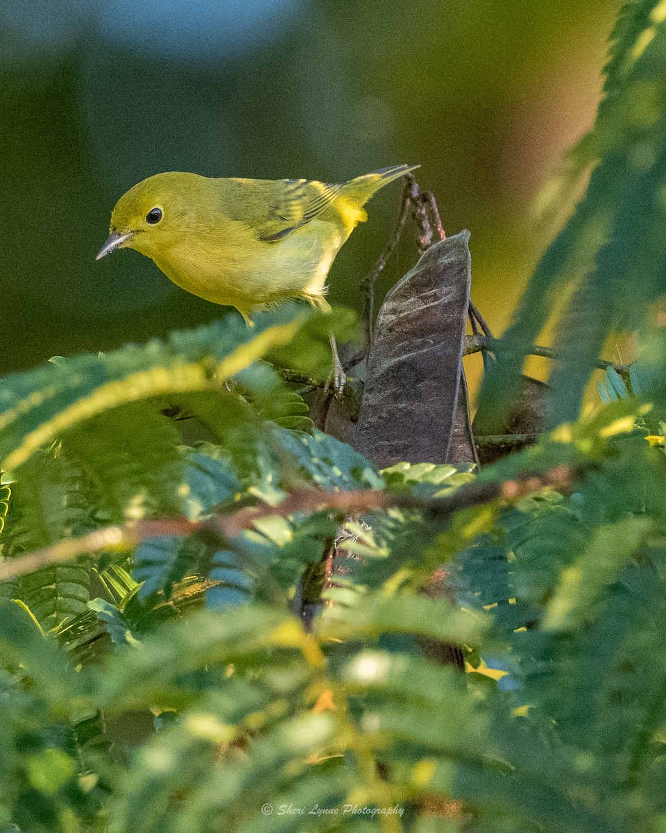 Yellow Warbler - ML484001541