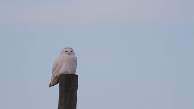 Snowy Owl - ML484002