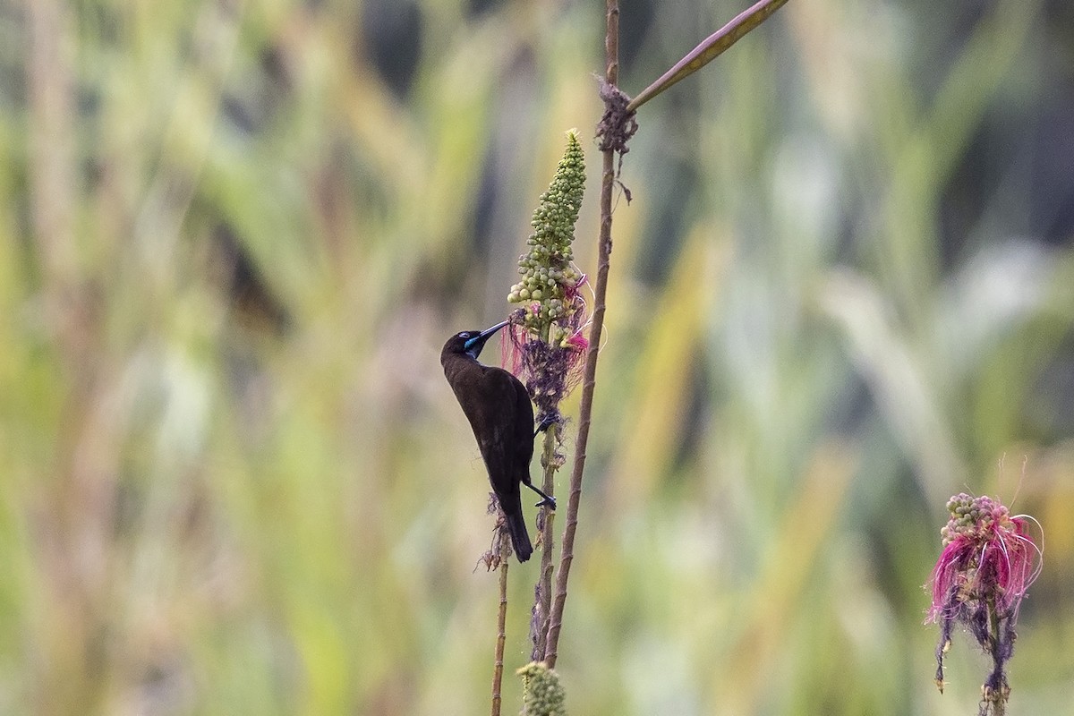 Green-throated Sunbird - ML484002471