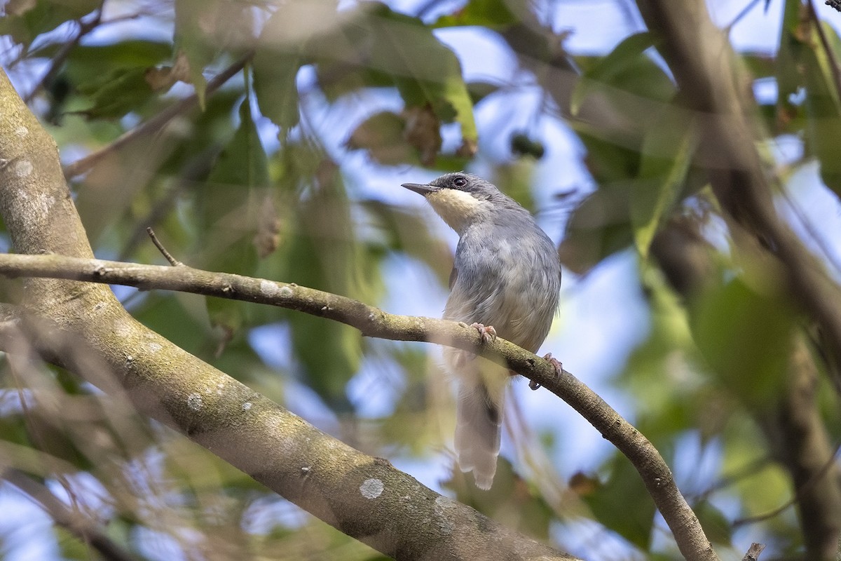 White-chinned Prinia - ML484002691