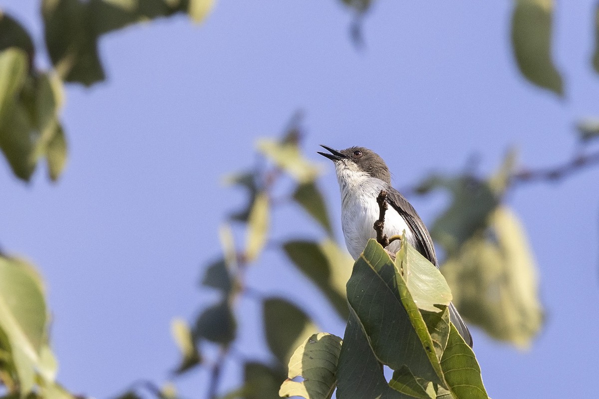 Apalis à gorge rousse (nigrescens/kigezi) - ML484002721