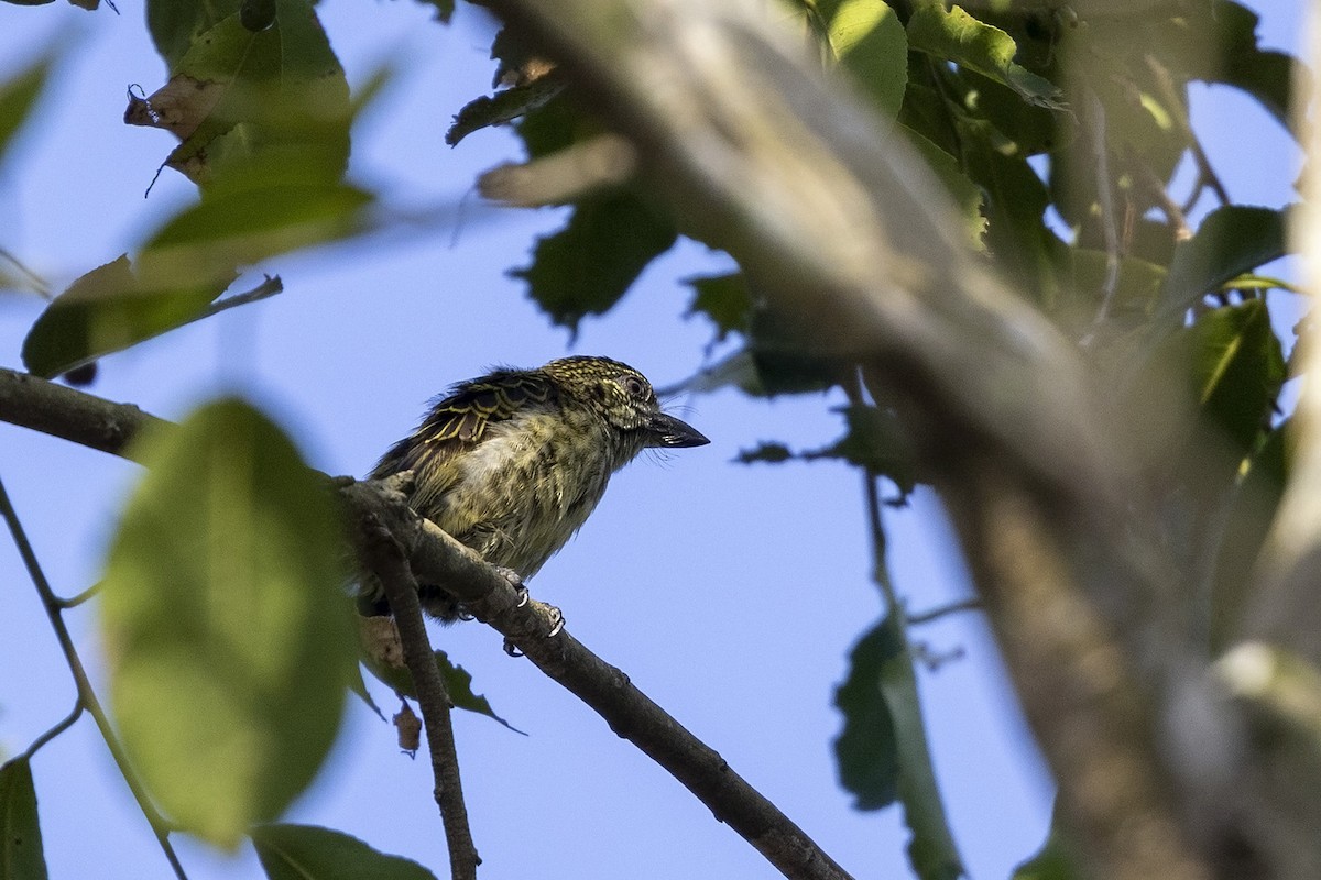 Speckled Tinkerbird - ML484002911