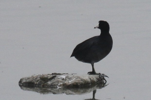 American Coot - ML484003631