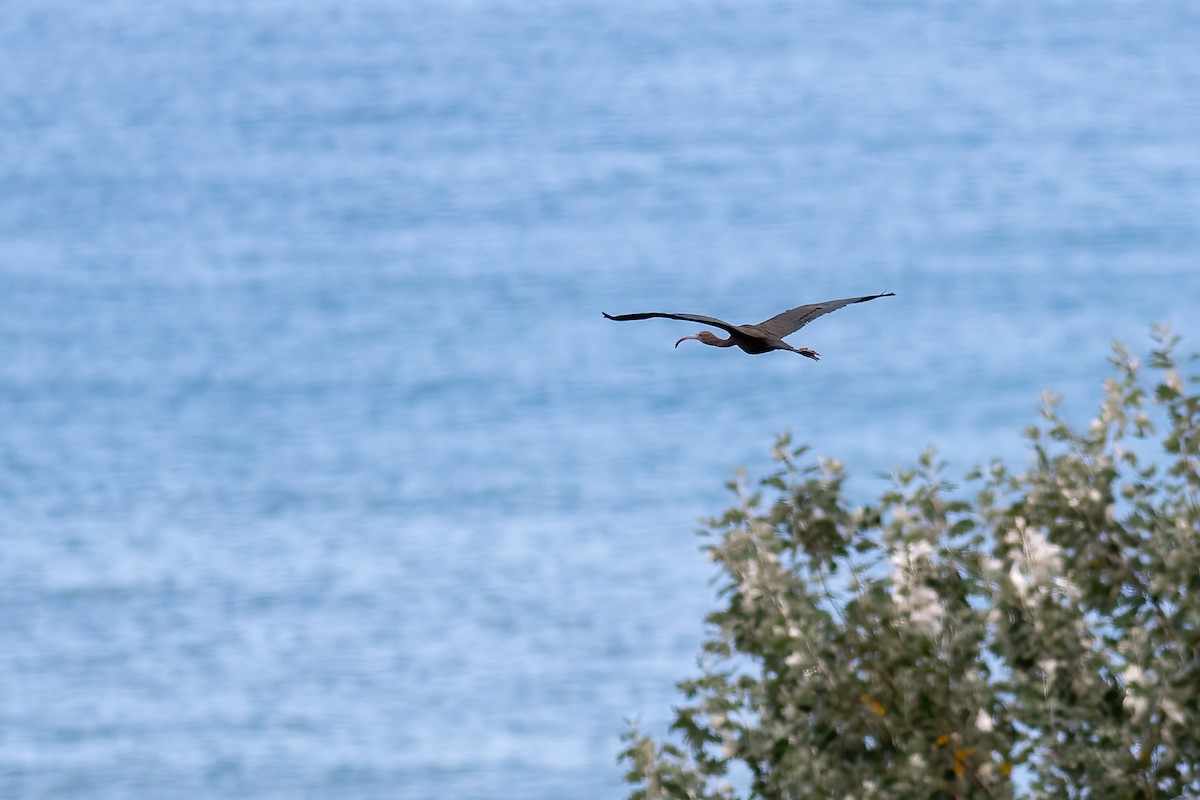 ibis hnědý - ML484004111