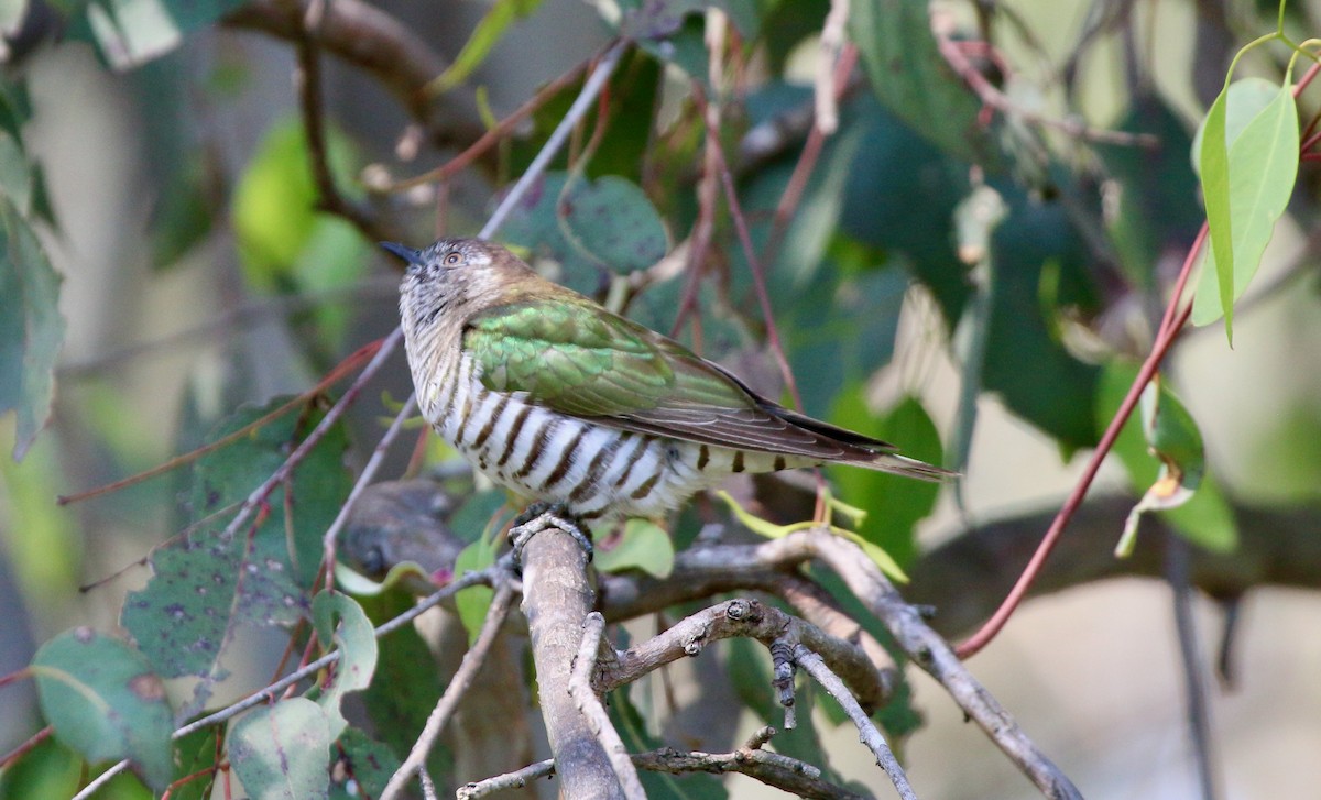 Shining Bronze-Cuckoo - ML484004401