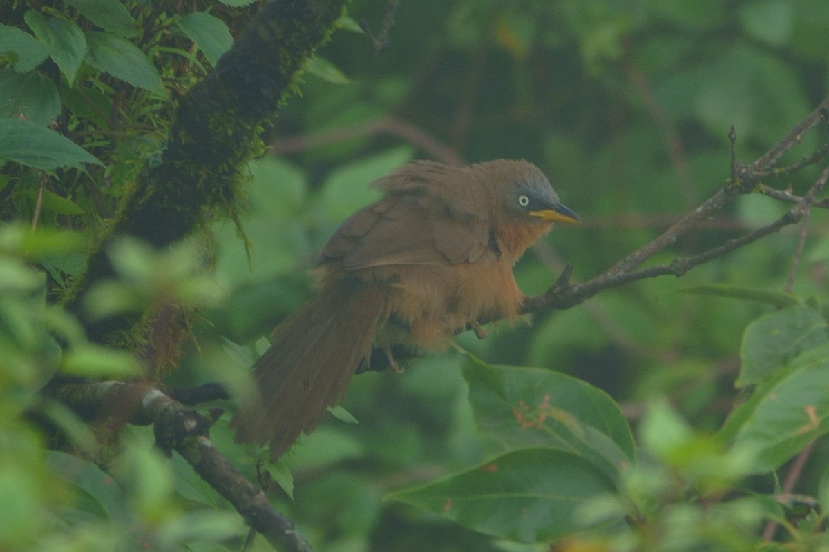 Rufous Babbler - ML484005051