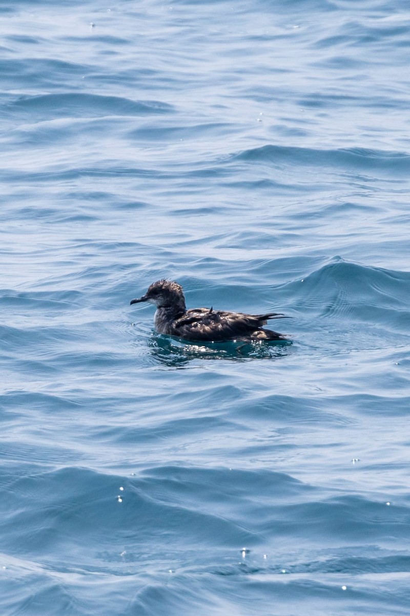Short-tailed Shearwater - ML484005331