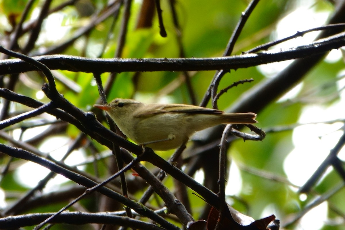 Greenish Warbler - ML484005361