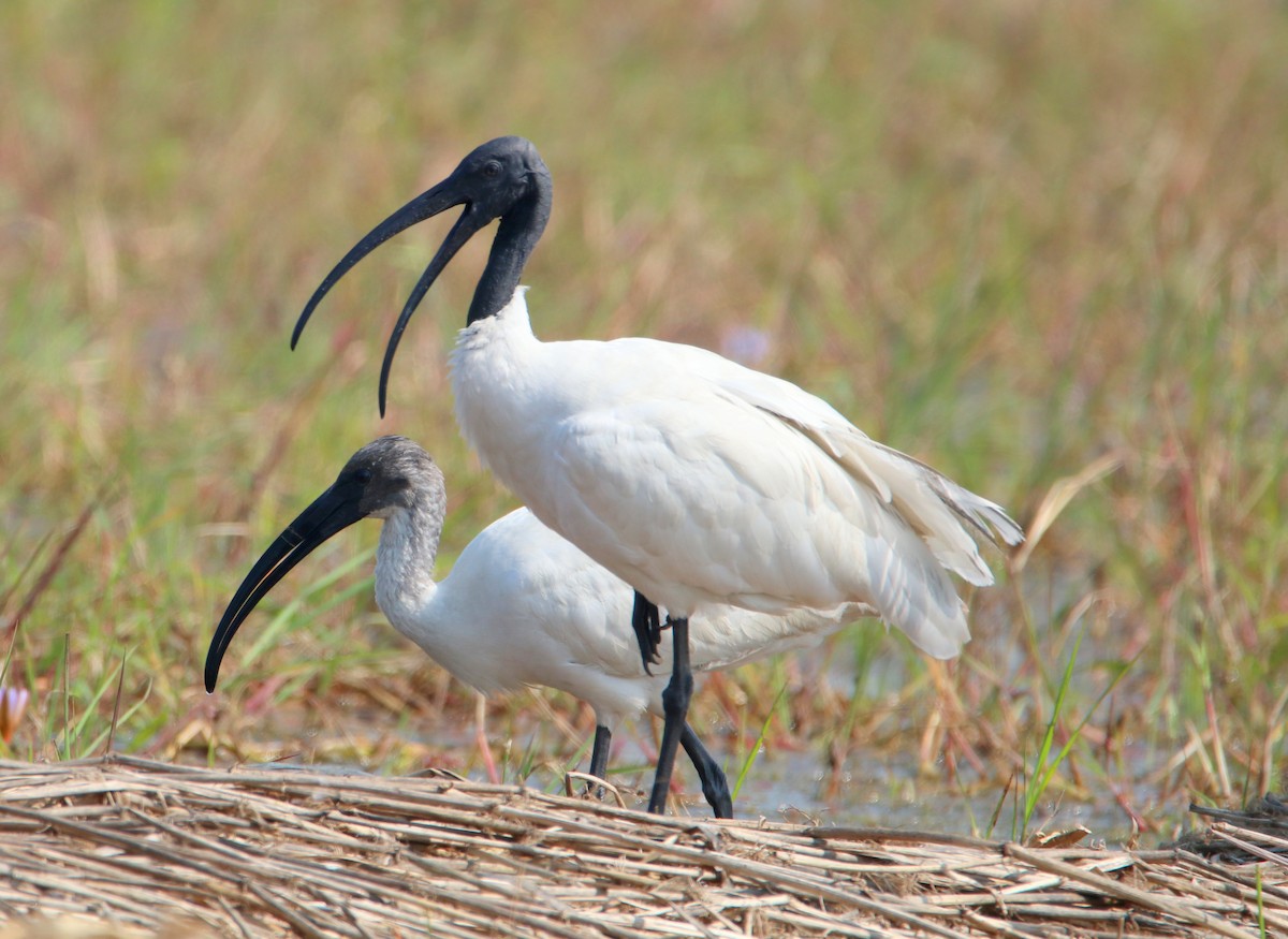 ibis černohlavý - ML48400801