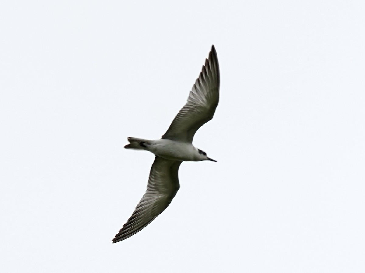 White-winged Tern - ML484009811