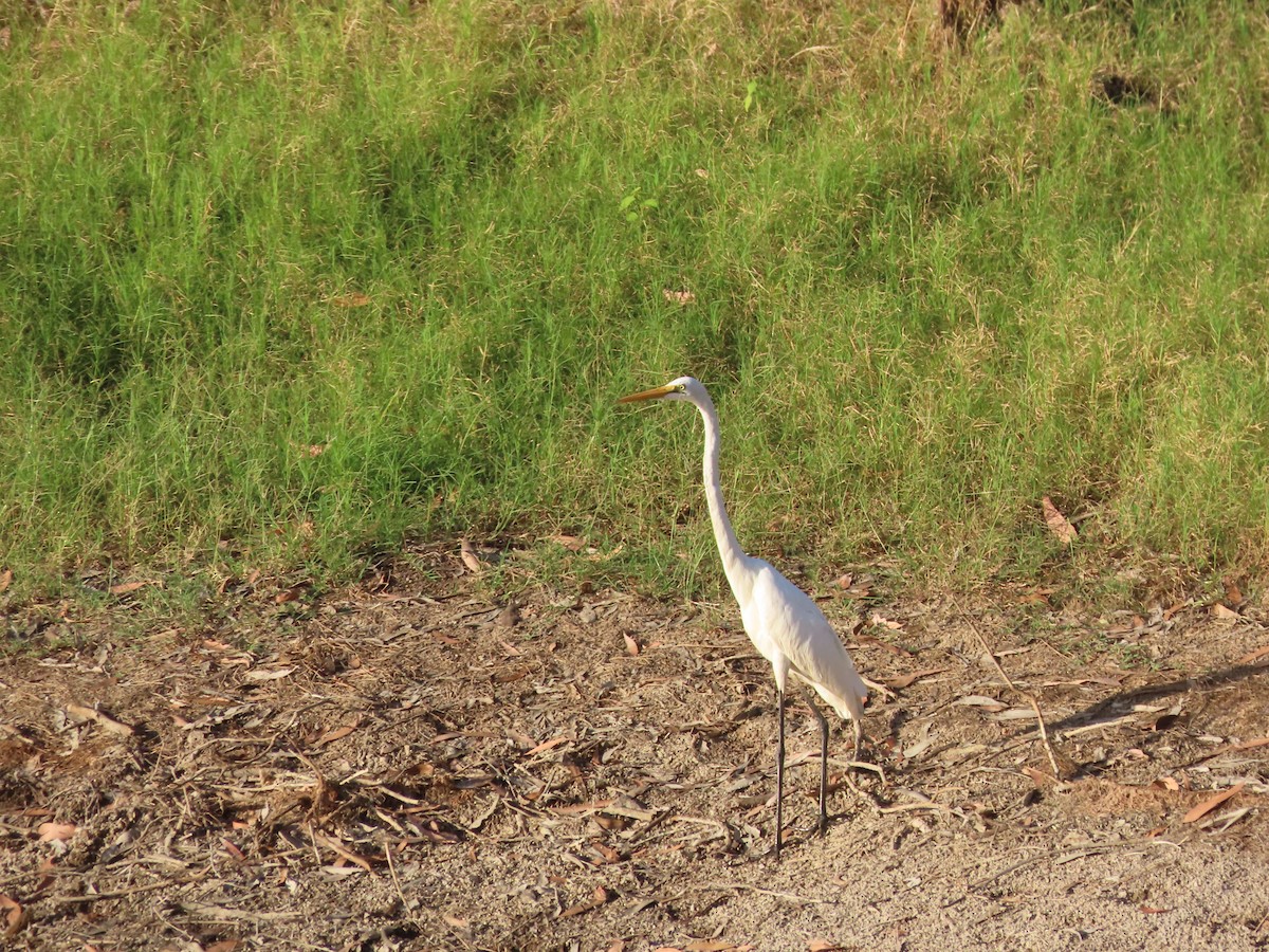 Great Egret - ML484009821