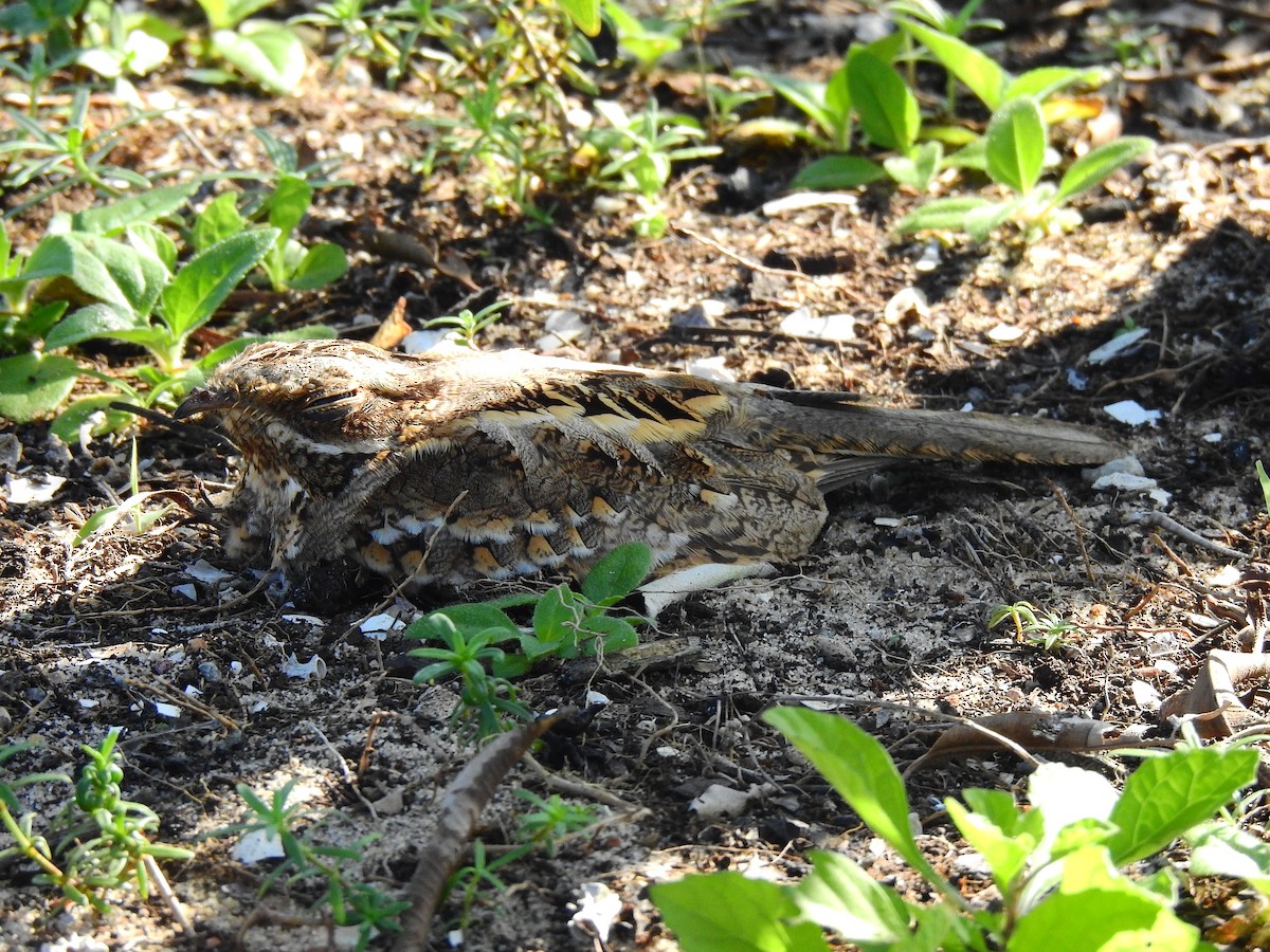 Indian Nightjar - ML484010571