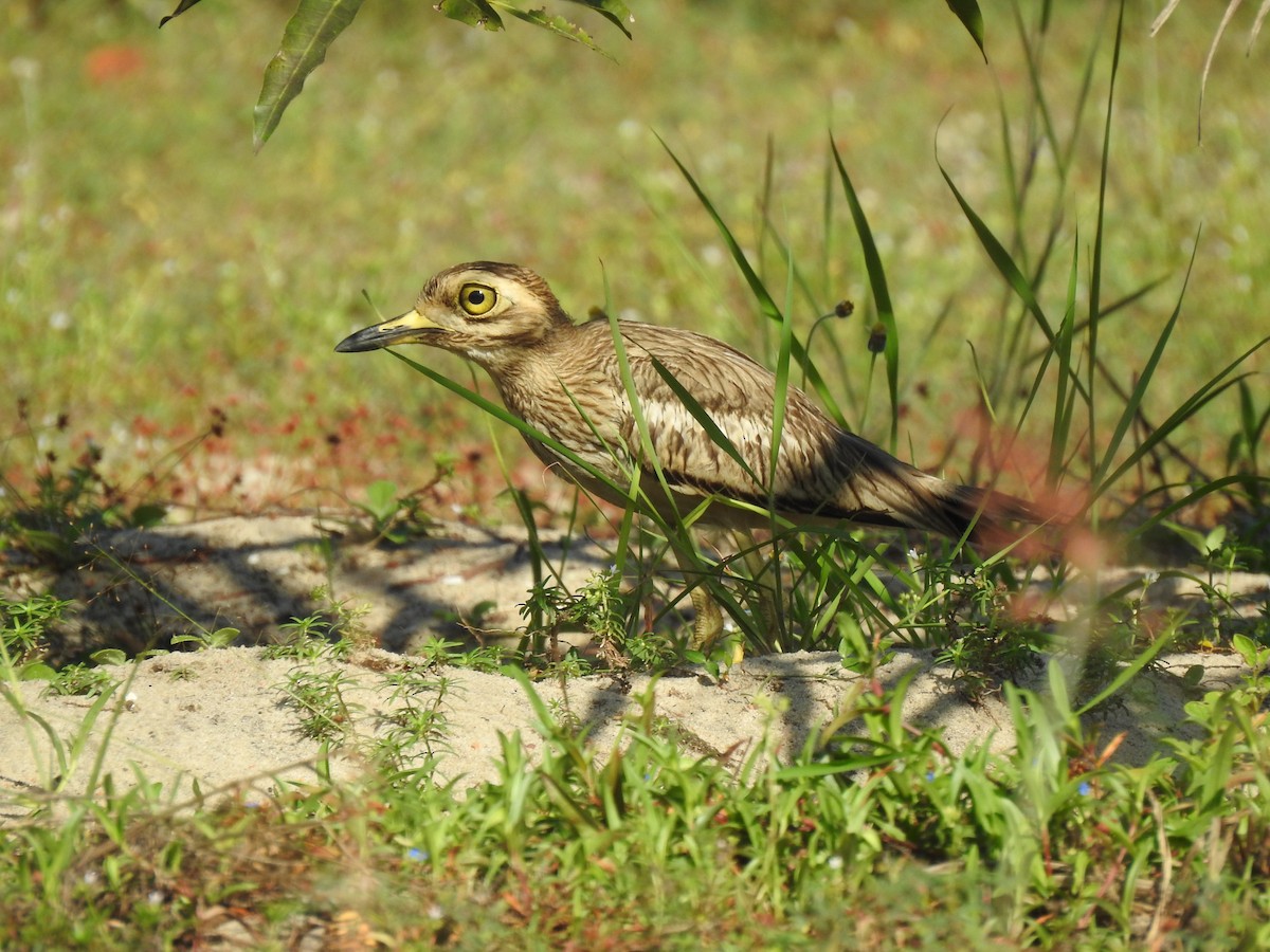 Indian Thick-knee - ML484010581