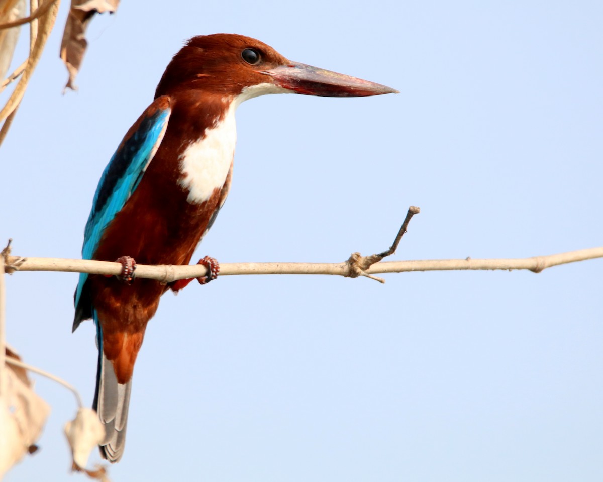 White-throated Kingfisher - ML48401241