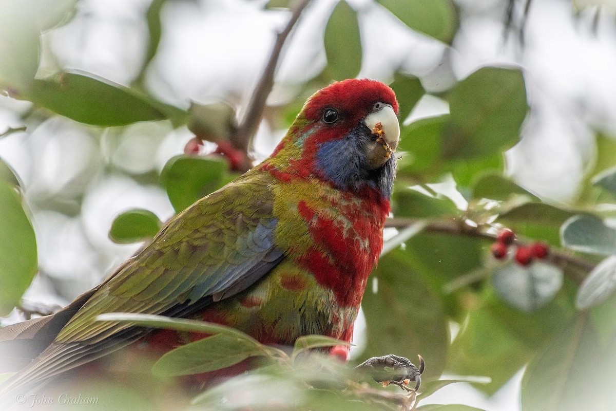 Crimson Rosella - John Graham