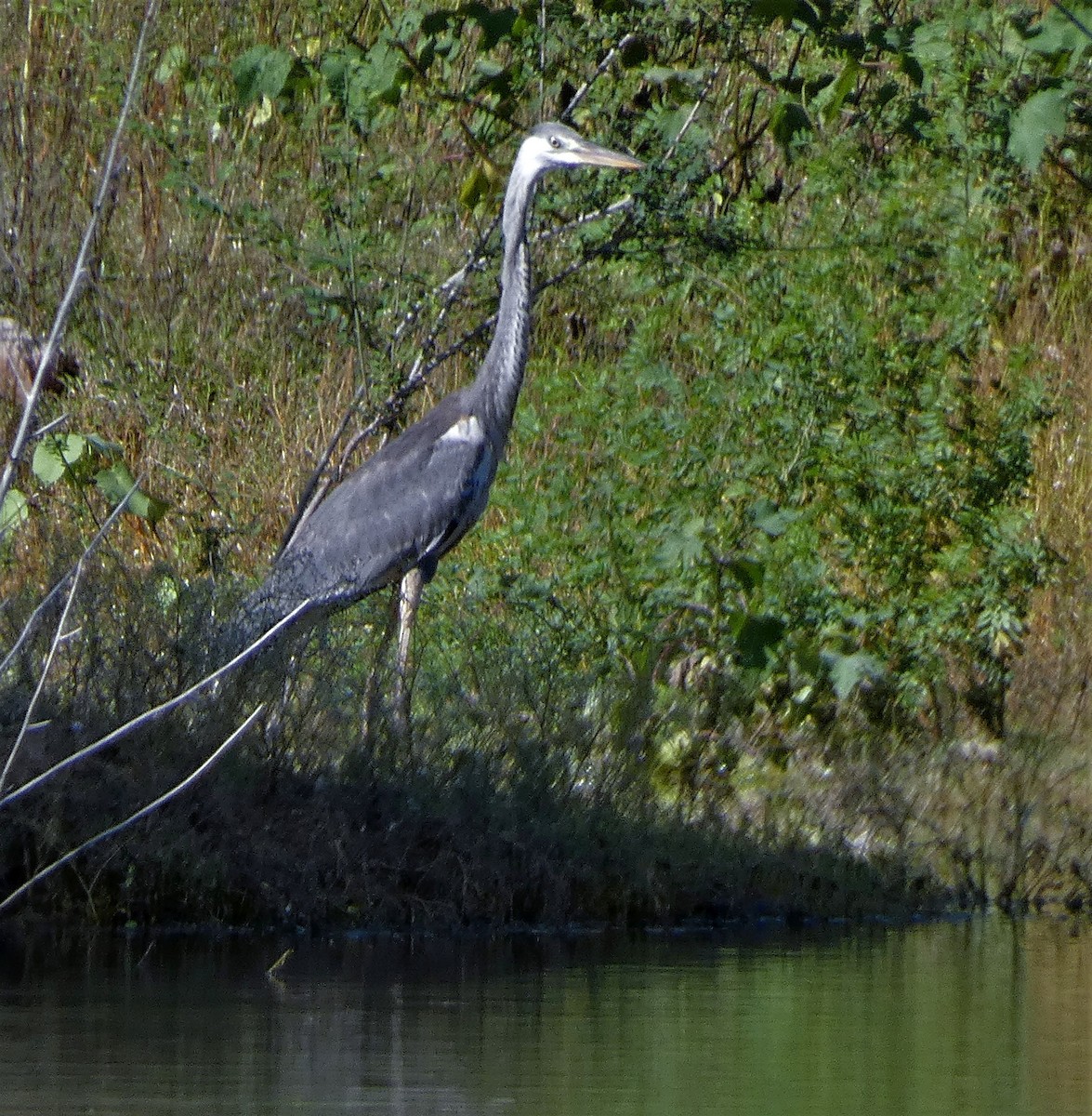 Gray Heron - Santharam V