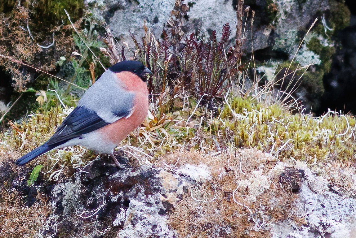 Eurasian Bullfinch (Baikal) - Nathan Goldberg