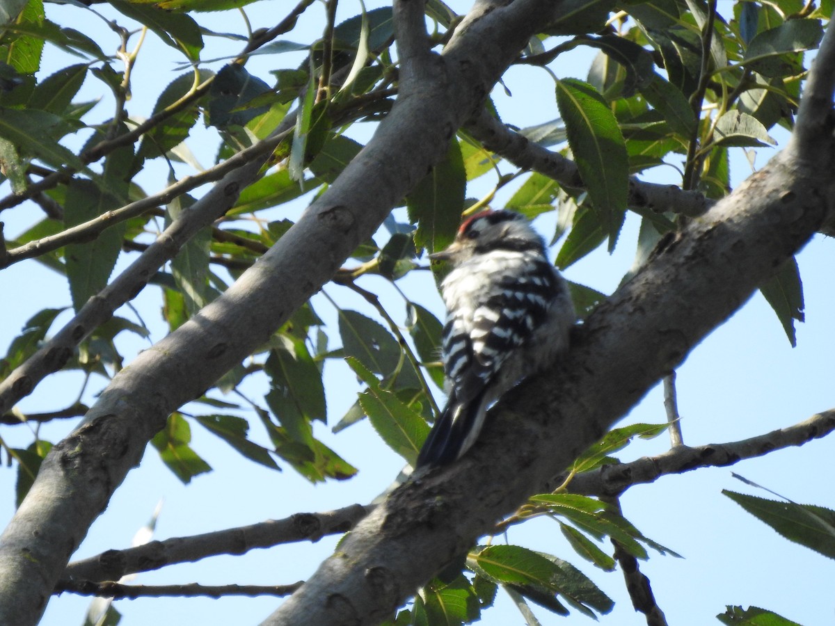 Lesser Spotted Woodpecker - ML484019291