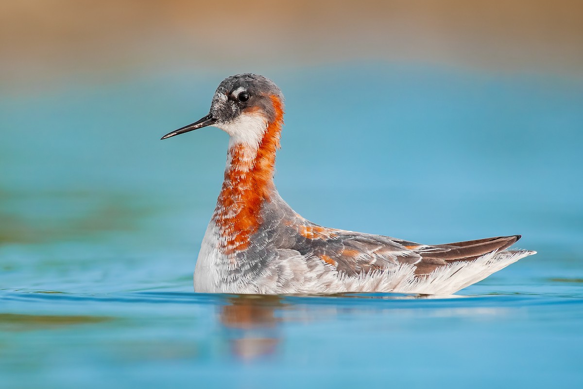 Red-necked Phalarope - ML484019401