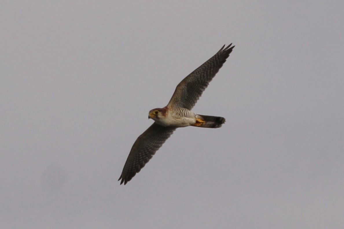 Red-necked Falcon - ML484019631