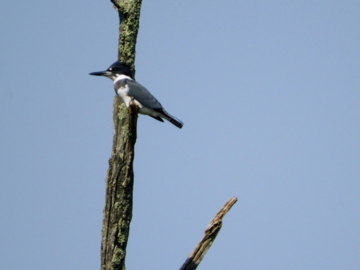 Belted Kingfisher - ML484020931