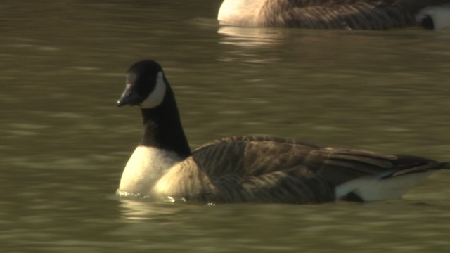 Cackling/Canada Goose - ML484021