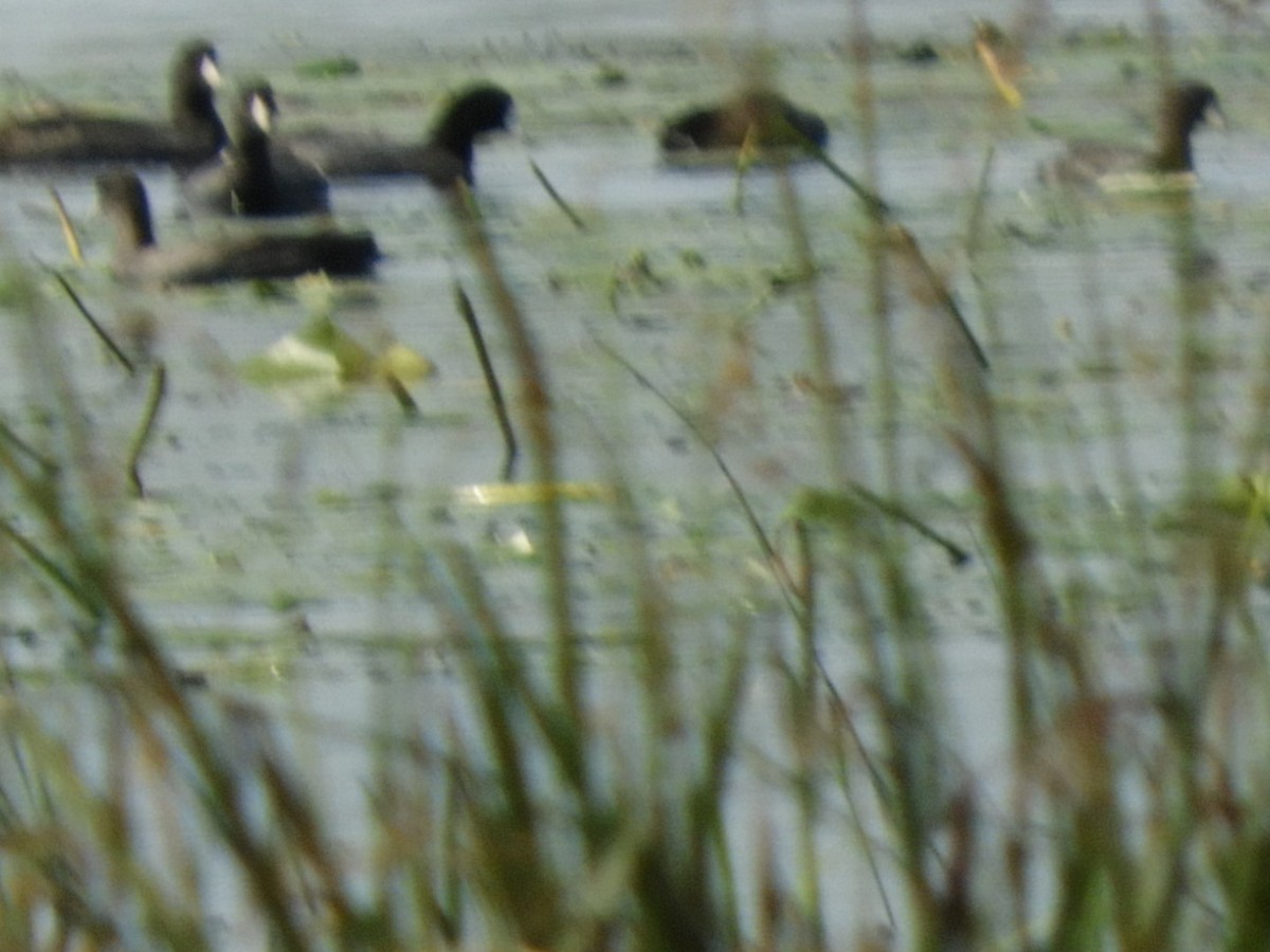 American Coot - ML484021291