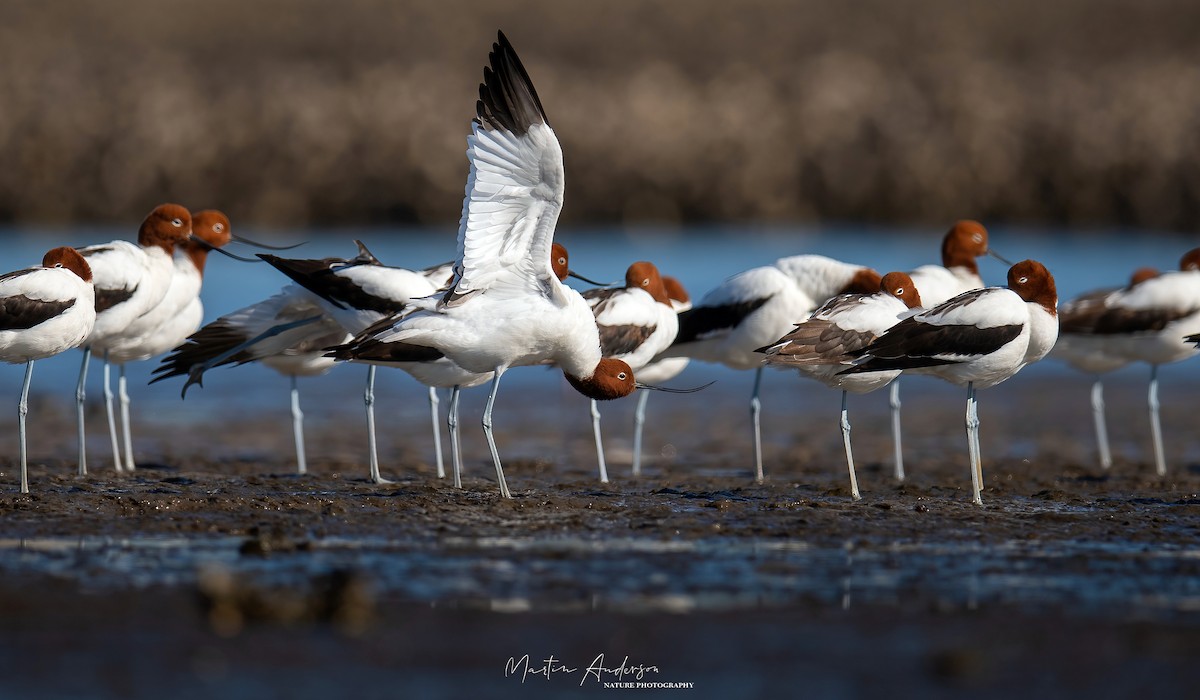 Avocette d'Australie - ML484022621