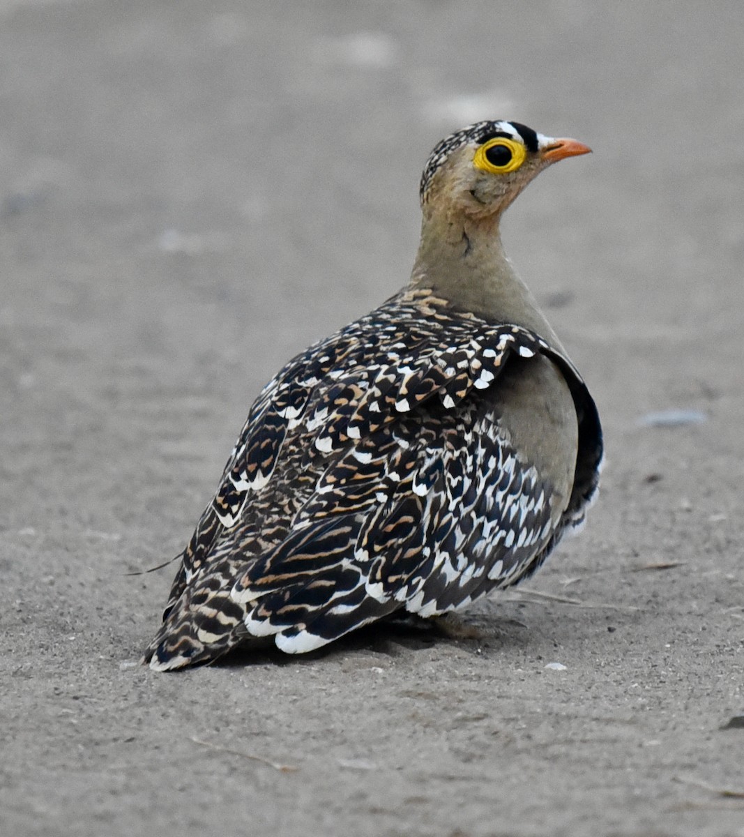 Double-banded Sandgrouse - ML484022841