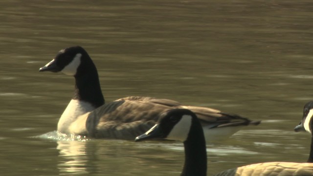 Cackling/Canada Goose - ML484024