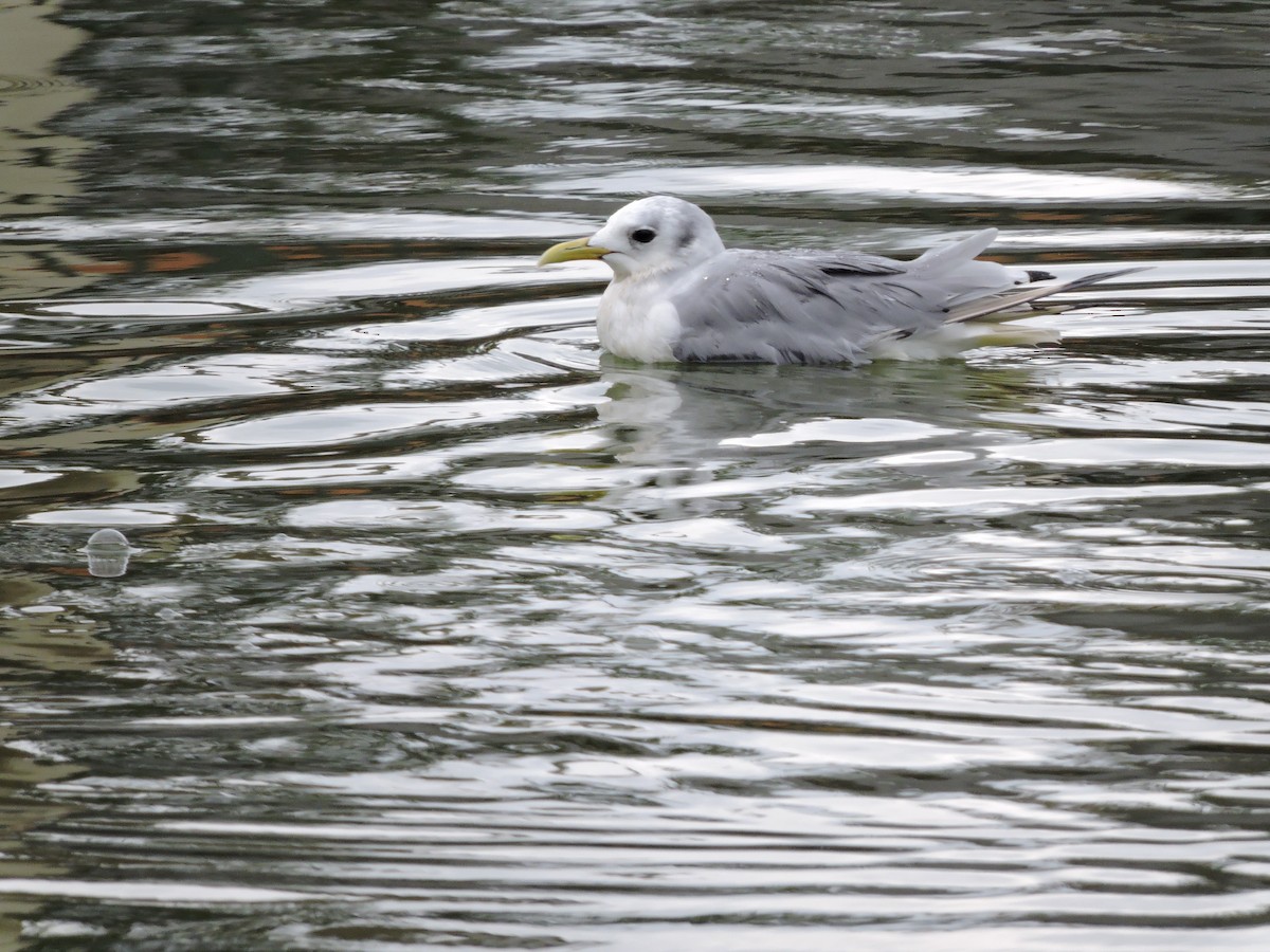 Mouette tridactyle - ML484024081