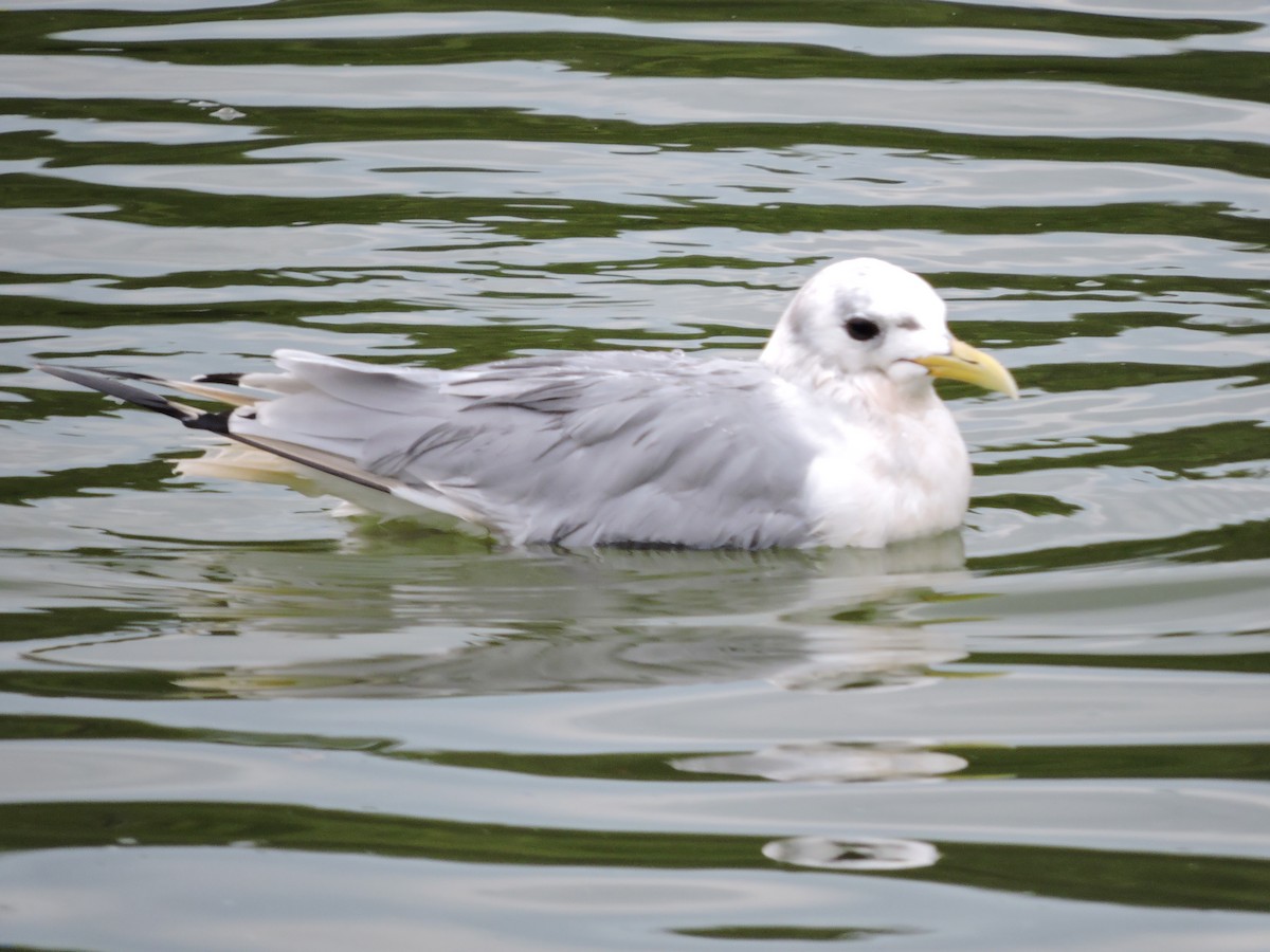 Mouette tridactyle - ML484024121