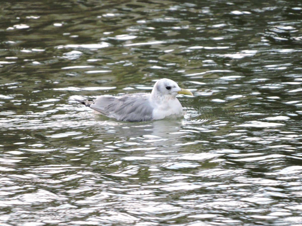 Mouette tridactyle - ML484024141